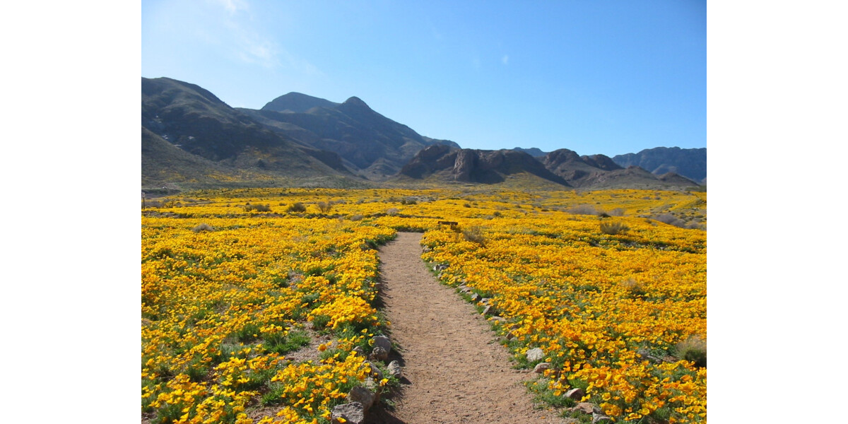 Poppies Trail El Paso TX 2007 Wall