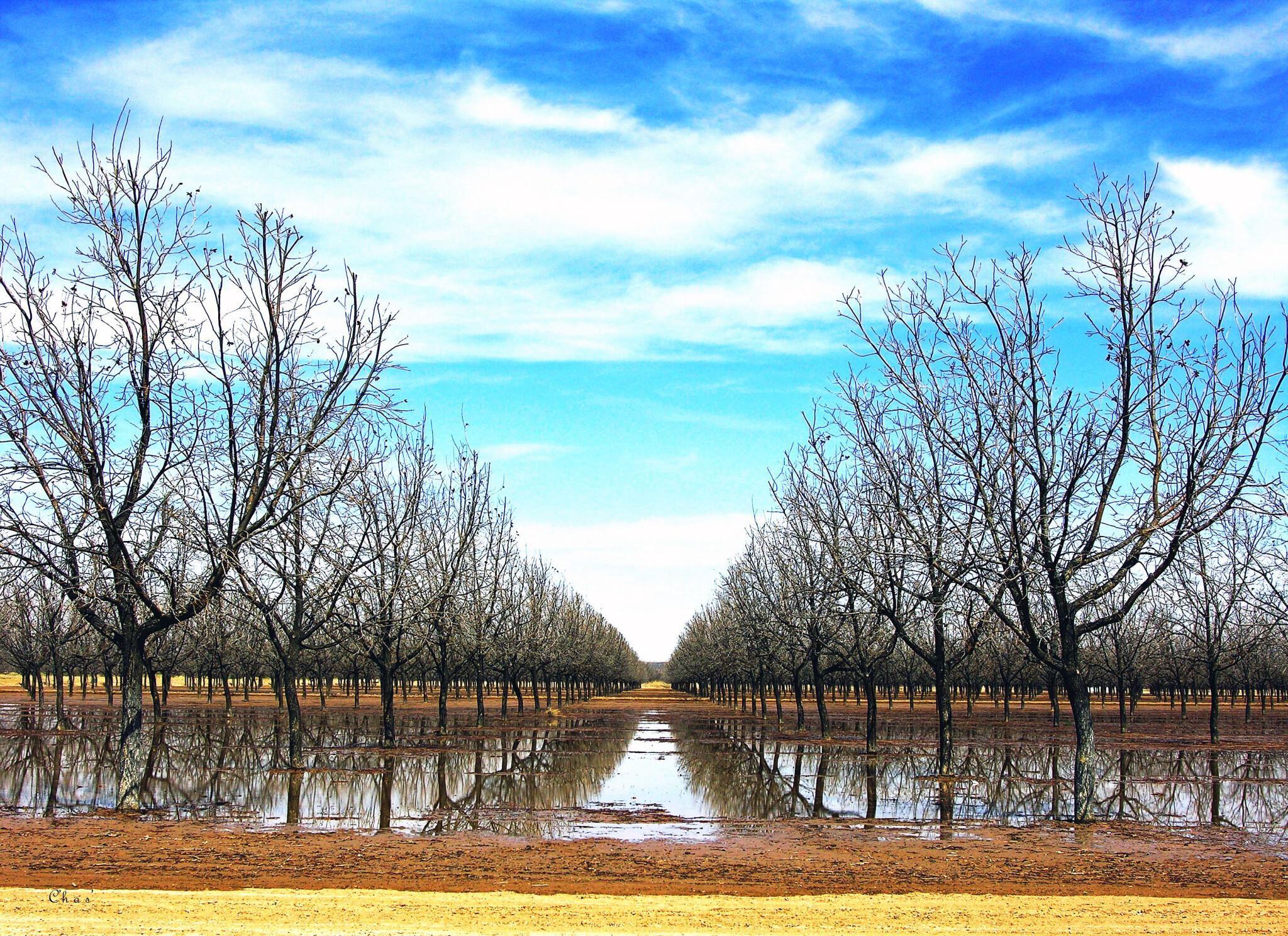 Fabens Pecan Groves DIGIE