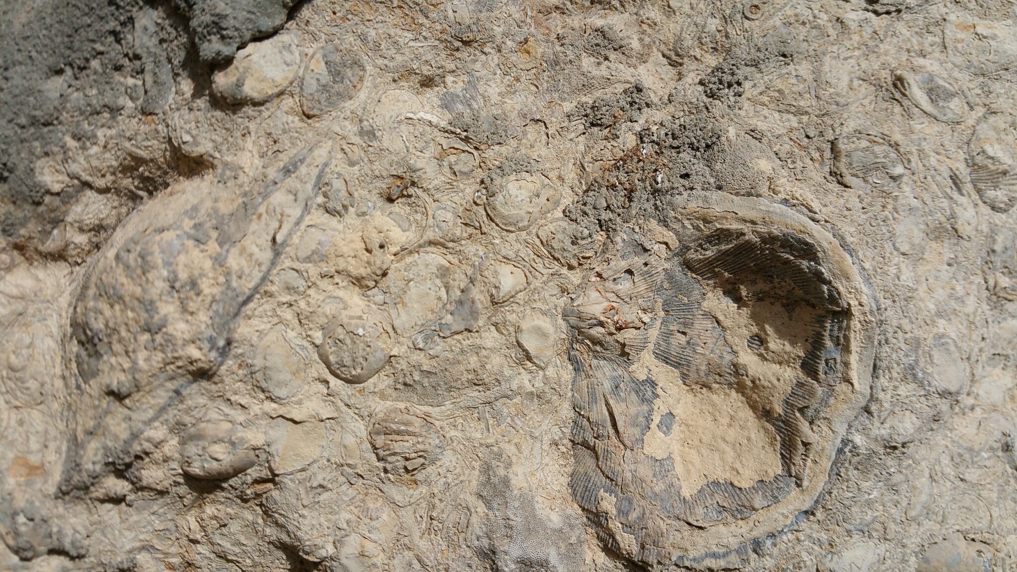 fossil from my backyard DIGIE